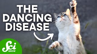 The Dancing Cat Disaster of Japan  Minamata Explained [upl. by Arielle218]