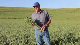 Palouse Chickpea Region Interview with Phil Hinrichs [upl. by Gord]