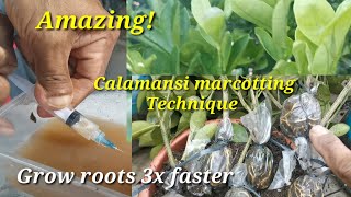 How to marcot calamansi the easiest way [upl. by Aitnauq]