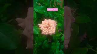 Tedibar rose saihitechnursery gardening 6374934601 [upl. by Ceciley]