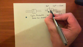 Cyclic Nucleotide Gated Ion Channels [upl. by Alpert283]