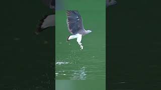 Greyheaded fish eagle catching fish I want double Wildlife Greyheaded fish eagle hunting video [upl. by Cumine]