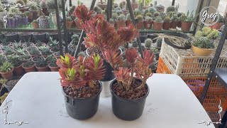 069  Campfire Red Pagoda Crassula capitella  Repotting [upl. by Sitnik555]