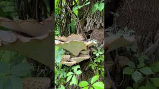 Found some big Dryad’s Saddle mushrooms mushroomsinthewoods dryadssaddle mushrooms intheforest [upl. by Irby342]