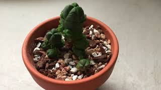 Crassula Pyramidalis Or Quadrangularis About The Plant And Rooting Offshoots [upl. by Ahsuoj835]