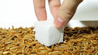 Can mealworms eat PLASTIC Styrofoam [upl. by Enomys]