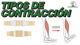 Tipos de Contracción Muscular  Concéntrica excéntrica e isométrica [upl. by Santoro]