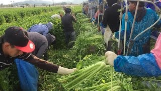 Celery Harvested and Loaded [upl. by Ahsirk]