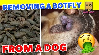 bot fly botfly treatment botfly larvae removalbotfly dogbotfly removabotfly [upl. by Notseh]