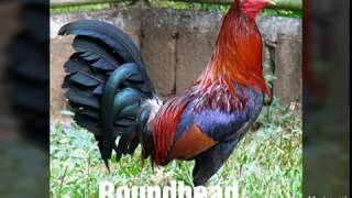 Top Strongest Gamefowl Breeds Part 2 [upl. by Danila]