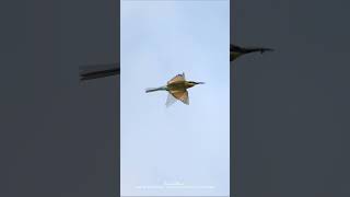 Have you seen a Bluetailed Beeeater flyingCANON R8 RF800MM F11 12000 ISO2000 birdphotography [upl. by Maressa]