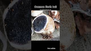 5 Common Earthball nature earthball fungi mushrooms poisonous forest gleba spores [upl. by Shaff]