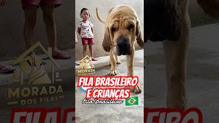 Fila Brasileiro e Crianças cachorro filabrasileiro fila filabrasileño cachorrofilabraeileiro [upl. by Joseph]