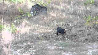 Hermine au ferme sur quotsanglierquot [upl. by Acenahs]