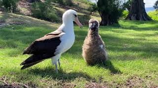 Laysan Albatross Chicks Gets A Meal [upl. by Askwith]