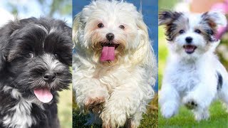 Havanese  Funny and Cute dog video compilation in 2022 [upl. by Rodolfo]