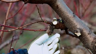 COME POTARE IL PESCO – guida con consigli per la potatura del frutteto [upl. by Profant]