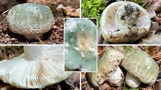 Grüngefelderter Täubling Verwechslung  FelderTäubling Grünschuppiger Täubling Russula virescens [upl. by Atiroc]