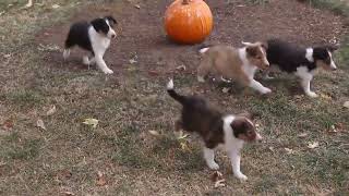 Sheltie Puppies For Sale [upl. by Atoiganap]