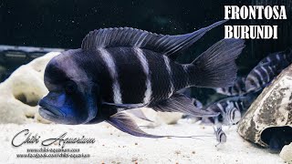 Frontosa Burundi [upl. by Eeltrebor451]