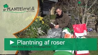 Plantning og beskæring af roser  Sådan får du et smukt rosenbed i din have [upl. by Ingunna968]