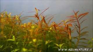 Time Lapse  Rotala Colorata growing ELOS elite [upl. by Ymmik]