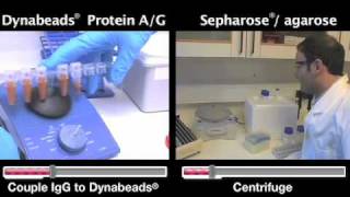 Immunoprecipitation NOW in 30 mins Dynabeads vs Sepharose [upl. by Bigford]