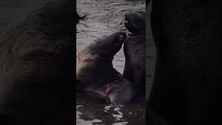 Seals in the Aleutian Islands alaska [upl. by Adams]