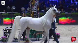 N148 AL AYAL AA  Paris 2018  Senior Stallions Class CM 6B [upl. by Oiril]