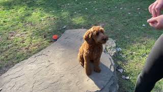 Dylan  Labradoodle in Training [upl. by Frost]