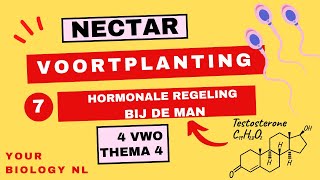 4 vwo  Voortplanting  7  Hormonale regeling bij de man [upl. by Hiroshi897]