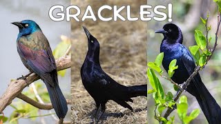 All About Grackles [upl. by Ahsikel]