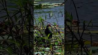 Grey headed swamphen [upl. by Ahsenrad]