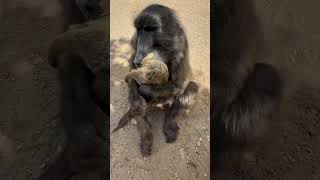 Cindy the baboon gets so excited when she holds Jerry the meerkat 😂 funnyanimals animals [upl. by Hairom498]