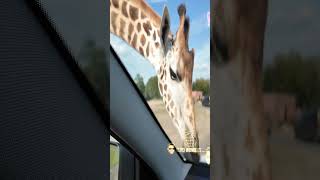 Autosafari Beekse Bergen  Safari Park  Netherlands  Wild animals atrocities  Zoo Tour  shorts [upl. by Anaoy]