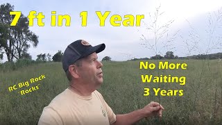 How Tall Can RC Big Rock Switchgrass Grow In One Year For Deer Bedding Cover [upl. by Bilat734]