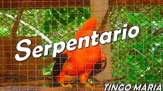 ✔Serpentario “Animal’s Paradise” Tingo María [upl. by Brad]