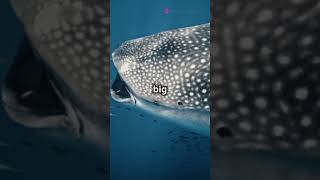 Fun Facts About Whale Sharks funfacts didyouknow whaleshark ocean [upl. by Klos]