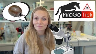 Je suis allée à la rencontre de léquipe de PIROGOTICK 🐴🔬 [upl. by Redmund]