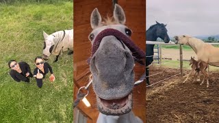 Horse Videos That Went Viral 11 [upl. by Eimor]