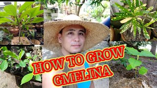 How to Grow and Maintain Gmelina Seedlings  Trees [upl. by Asaeret646]