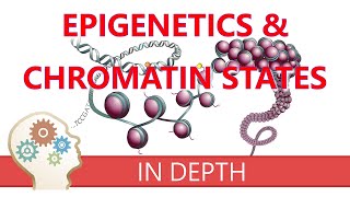 EPIGENETICS amp CHROMATIN STATES  An introduction to histone modifications amp gene transcription roles [upl. by Godderd]