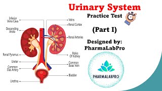 Urinary System Quiz  Anatomy amp Physiology Review  Part 1 [upl. by Laureen]