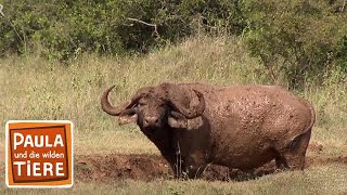 Achtung Büffel  Reportage für Kinder  Paula und die wilden Tiere [upl. by Moynahan]