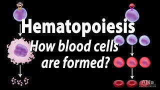 Hematopoiesis  Formation of Blood Cells Animation [upl. by Nosnor]