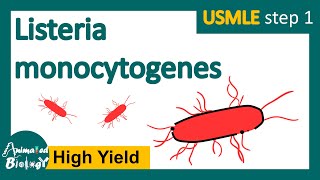 Listeria monocytogenes  What is listeriosis  microbiology and pathology  USMLE Step 1 [upl. by Mayne212]