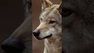 ¿Los Coyotes pueden tener hijos con los Lobos y los Perros coyotes lobos perros sabiasque [upl. by Ayital157]