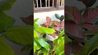 My mini garden plantlover plantcare [upl. by Toby]