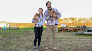 WE GOT A NEW PUPPY Nova Scotia Duck Tolling Retriever [upl. by Oby]