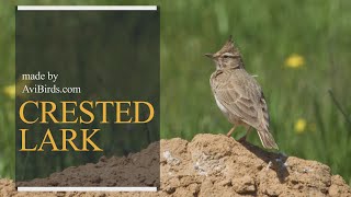 Crested Lark Galerida Cristata [upl. by Arriat269]